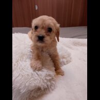 Cavapoo - Both