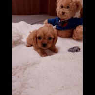 Cavapoo - Both