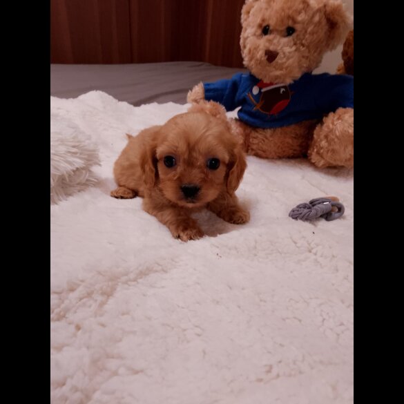 Cavapoo - Both