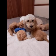 Cavapoo - Both