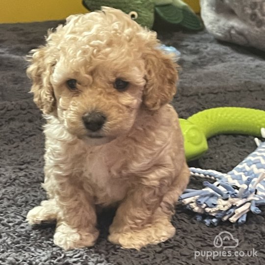 Cavapoo - Both