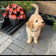 Cavapoo - Both