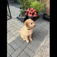 Cavapoo - Both