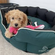 Cavapoo - Both