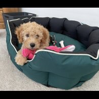 Cavapoo - Both