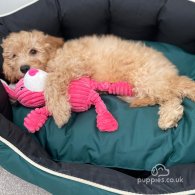 Cavapoo - Both