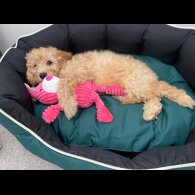 Cavapoo - Both