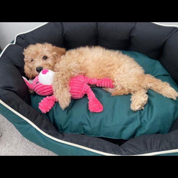 Cavapoo - Both