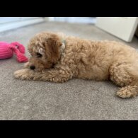 Cavapoo - Both