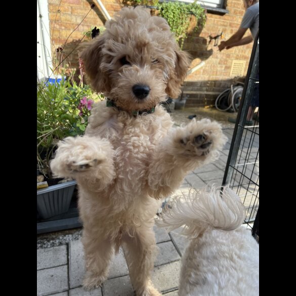 Cavapoo - Both