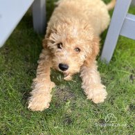 Cavapoo - Both