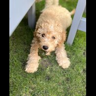 Cavapoo - Both