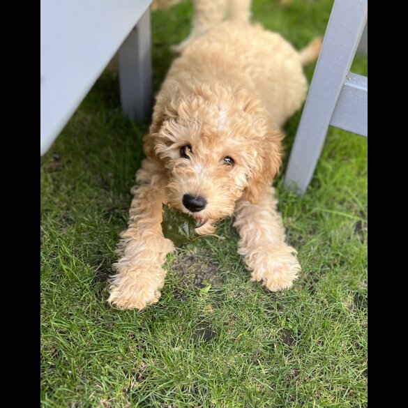 Cavapoo - Both