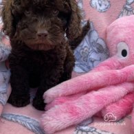 Cavapoo - Both