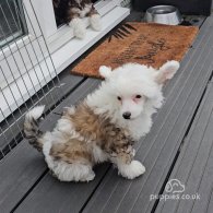 Chinese Crested - Dogs