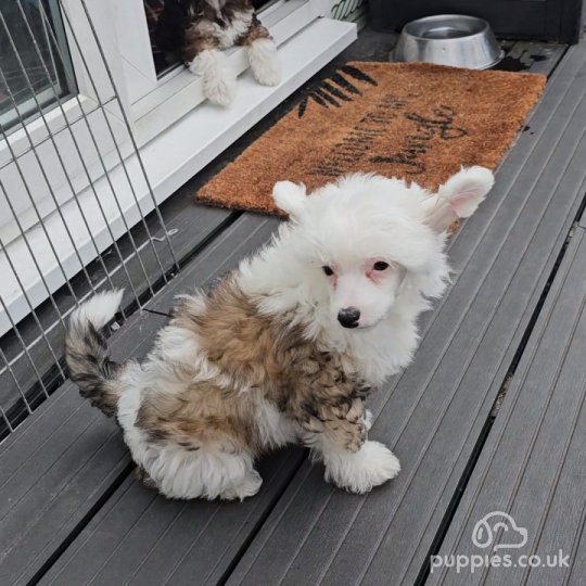 Chinese Crested - Dogs