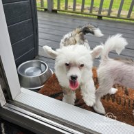 Chinese Crested - Dogs