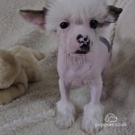 Chinese Crested - Dogs