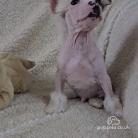 Chinese Crested - Dogs