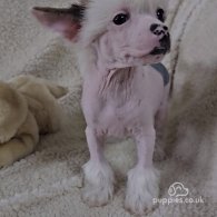 Chinese Crested - Dogs