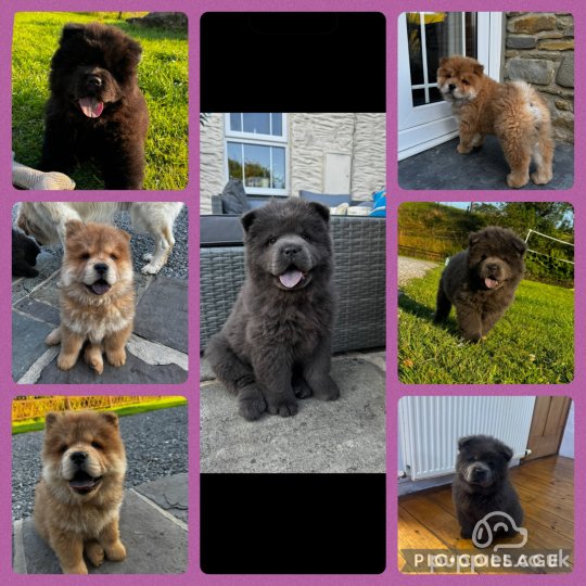 Chow Chow puppies for Sale in the UK Puppies