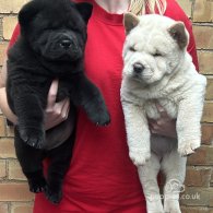 Chow Chow - Both