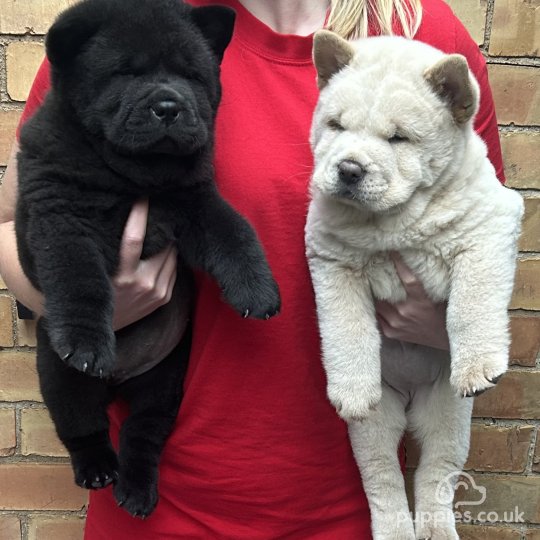 Chow Chow puppies for Sale in the UK Puppies