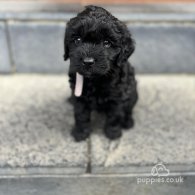 Cockapoo - Both