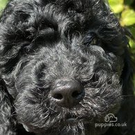 Cockapoo - Both