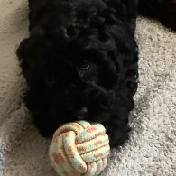 Cockapoo - Both