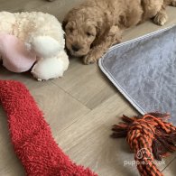 Cockapoo - Both