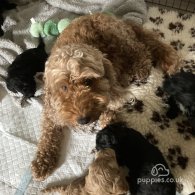 Cockapoo - Both