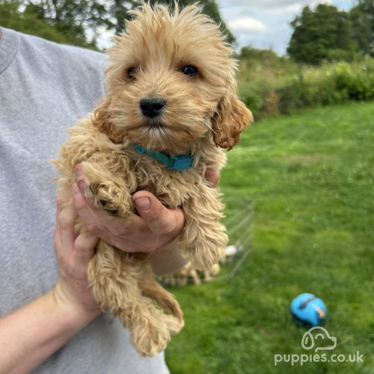 Cockapoo - Both