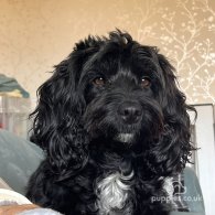 Cockapoo - Both