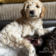 Cockapoo - Both