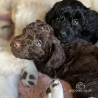 Cockapoo - Both