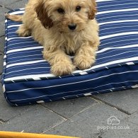 Cockapoo - Both