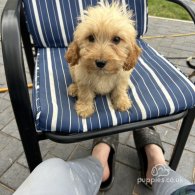 Cockapoo - Both