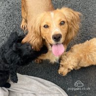 Cockapoo - Both