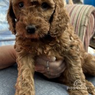 Cockapoo - Both