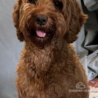 Cockapoo - Both