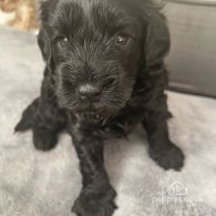 Cockapoo - Both