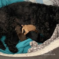 Cockapoo - Both