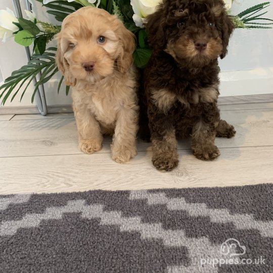 Cockapoo - Both