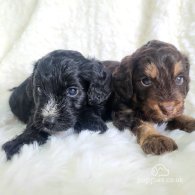 Cockapoo - Both