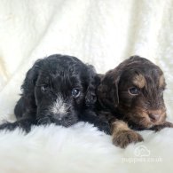 Cockapoo - Both