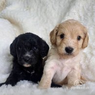 Cockapoo - Both