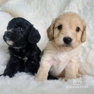 Cockapoo - Both