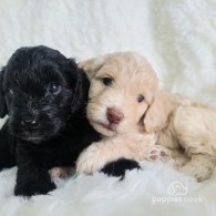 Cockapoo - Both