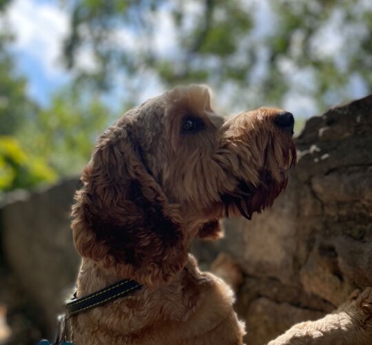 Cockapoo